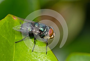 Bluebottle fly (Lucilia sericata) resting on a leaf.