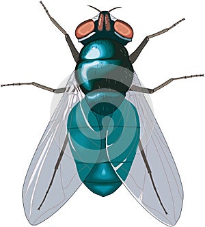 Bluebottle Fly Vector Illustration