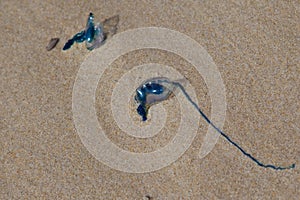 Bluebottle jellyfish