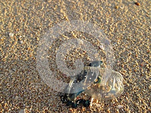 A Bluebottle Jellyfish On The Beach.