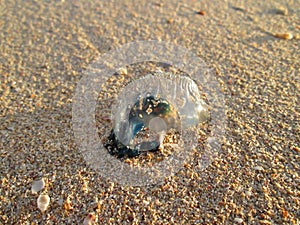 A Bluebottle Jellyfish On The Beach.
