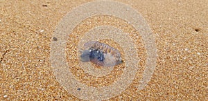 A Bluebottle Jellyfish or Portuguese Man of War  on a beach in Australia