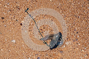 BLuebottle jellyfish with venomous tentacles washed away on the sandy beach in Australia