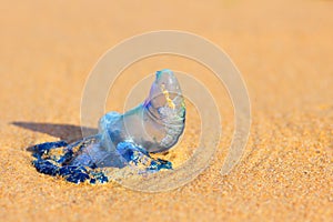 Bluebottle jellyfish washed ashore close-up