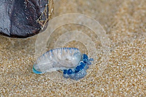 Bluebottle Jellyfish washed up on the beach with debris