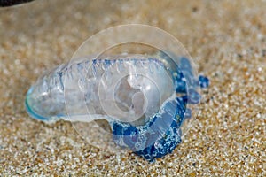 Bluebottle Jellyfish washed up on the sand