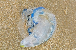 Bluebottle Jellyfish washed up on the sand