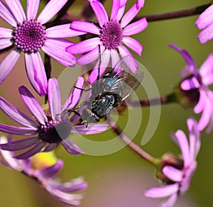 Bluebottle among wild flowers pericallis webbii