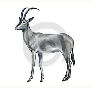 The bluebuck, blue antelope Hippotragus leucophaeus