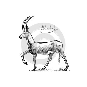 Bluebuck or blue or roan antelope. Extinct mammal animal. Engraved Hand drawn vector illustration in woodcut Graphic