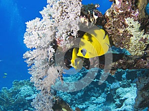 Bluecheek butterflyfish