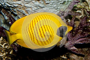 Bluecheek Butterflyfish (Chaetodon semilarvatus)