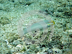 Bluecheek Goby Defends Burrow photo