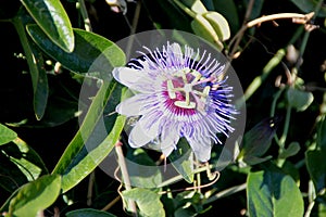 Bluecrown passionflower, Brazilian passionflower, Passiflora caerulea