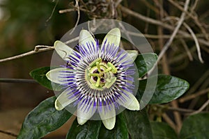 Bluecrown passionflower Passiflora caerulea  1