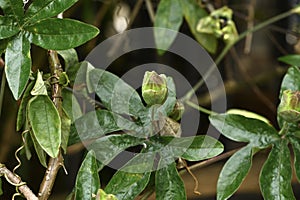 Bluecrown passionflower Passiflora caerulea  2