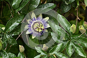 Bluecrown passionflower Passiflora caerulea  4