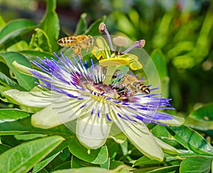 Bluecrown passionflower Passiflora caerulea flower,. Bees pollinating on a flower of passiflora