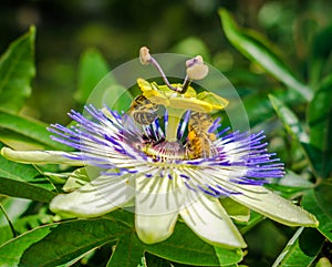 Bluecrown passionflower Passiflora caerulea flower,. Bees pollinating on a flower of passiflora