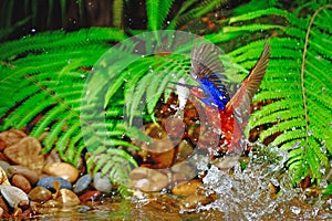 Blued-eared Kingfisher