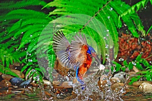 Blued-eared Kingfisher