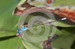 BlueDamsel Fly (Zygoptera)