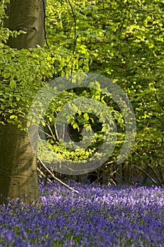 Blueells wood vertical