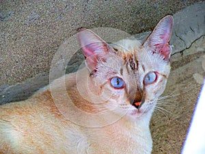 BlueEye Cat