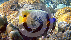 Blueface angelfish, Athuruga, Maldives