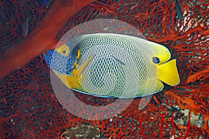 Blueface Angelfish, Pomacanthus xanthometopon photo