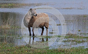 Bluefaced Leicester Ram
