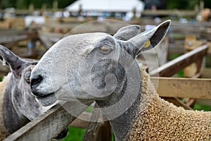 Bluefaced Leicester sheep portrait