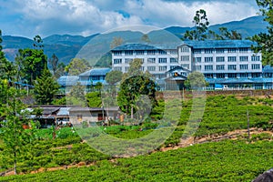 Bluefield tea factory at Sri lanka