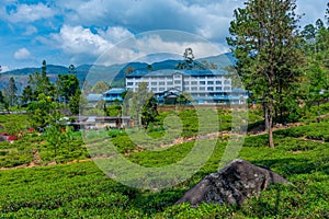 Bluefield tea factory at Sri lanka