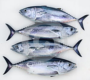 Bluefin four tuna fish Thunnus thynnus catch row photo