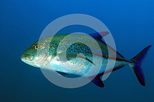 Bluefin Trevally in Blue Water