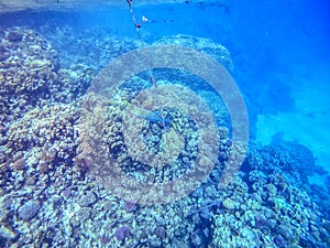 Bluefin Trevally or Bluefin Jack Caranx melampygus at the coral reef in the Red Sea, Egypt