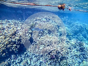 Bluefin Trevally or Bluefin Jack Caranx melampygus at the coral reef in the Red Sea, Egypt