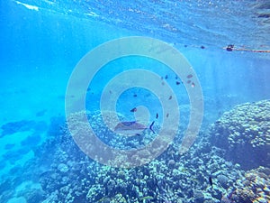 Bluefin Trevally or Bluefin Jack (Caranx melampygus) at the coral reef in the Red Sea, Egypt