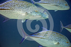 Bluefin trevally (caranx melampygus)