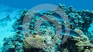 Bluefin Trevally, Caranx melampygus, a group of predatory fish hunted on a coral reef in the Red Sea