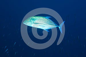 Bluefin trevally (Caranx melampygus), Maldives