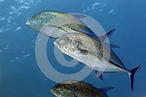 Bluefin trevally (caranx melampygus) in the Red Sea.