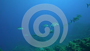 Bluefin trevally Caranx melampygus in Sanbenedicto island from Revillagigedo Archipelago