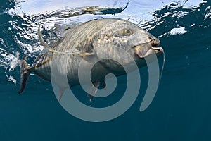 Bluefin trevally caught in ocean with a hook