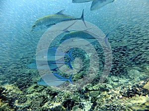 Bluefin Trevally Feeding