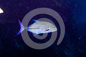 Bluefin trevally fish, Indian ocean, underwater
