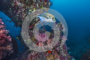 Bluefin Trevally Among Soft Coral in Sudanese Waters