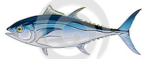 Bluefin Tuna