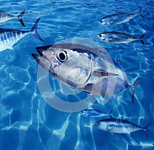 Bluefin tuna fish school underwater